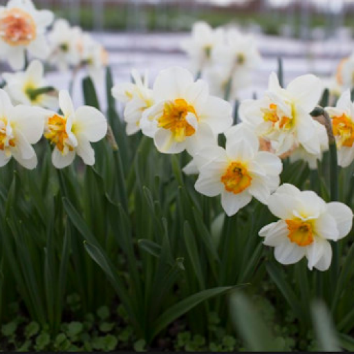 Profile picture of user Shodmonova Zarina