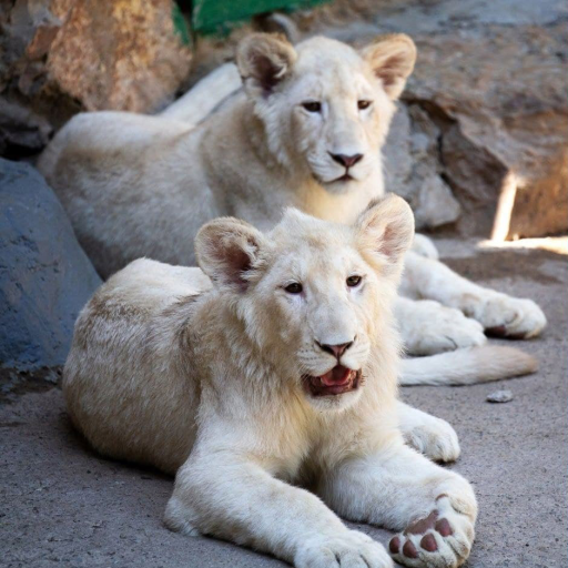 Profile picture of user Xujamberdiyev Doniyorbek