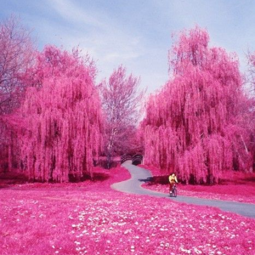 Profile picture of user Kumushbibi Didorqulova