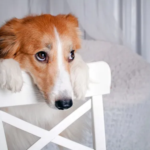 Profile picture of user Begis Jumabaev