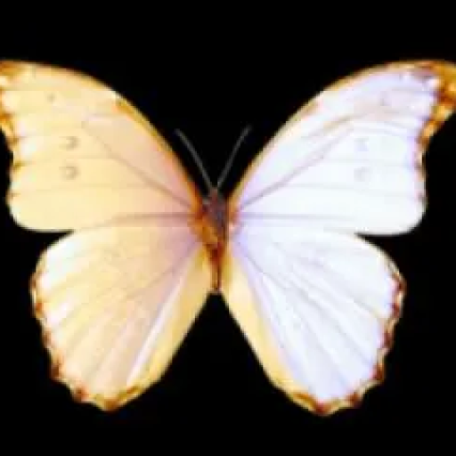 Profile picture of user Azizaxon Tosheva