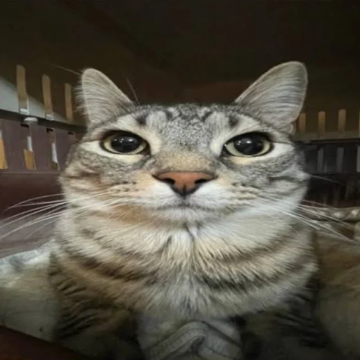 Profile picture of user Marjona