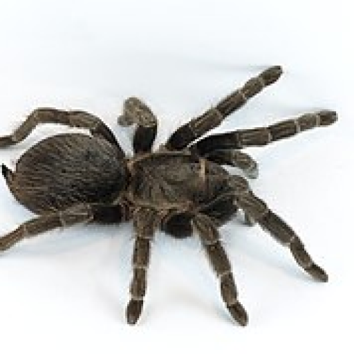 Profile picture of user polatovazizbek0