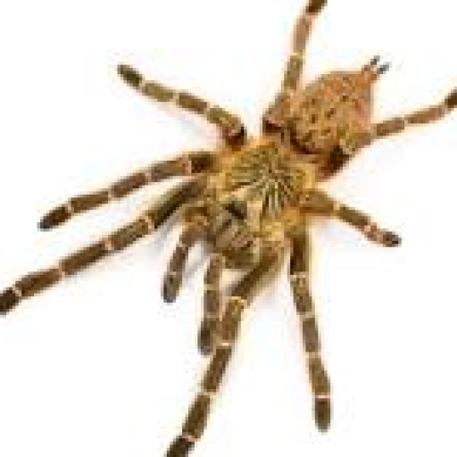 Profile picture of user polatovazizbek3