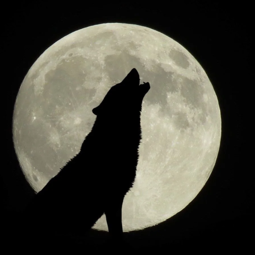 Profile picture of user Akbarshoh Sherjanov