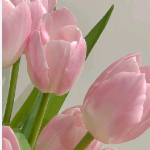 Profile picture of user abdumannonova zebo