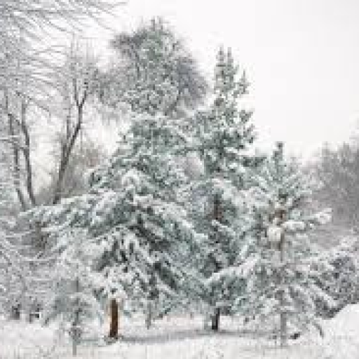 Profile picture of user nobody