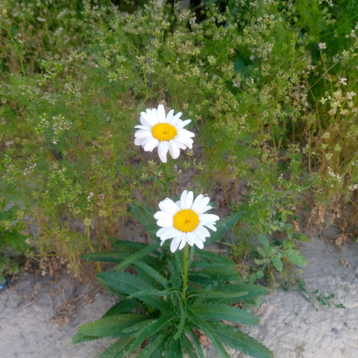 Profile picture of user Zahro