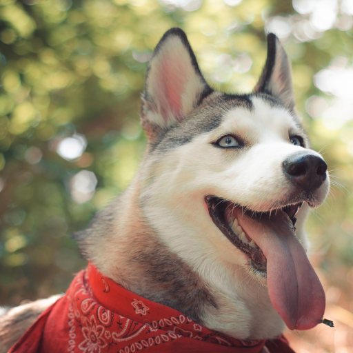 Profile picture of user Hakker