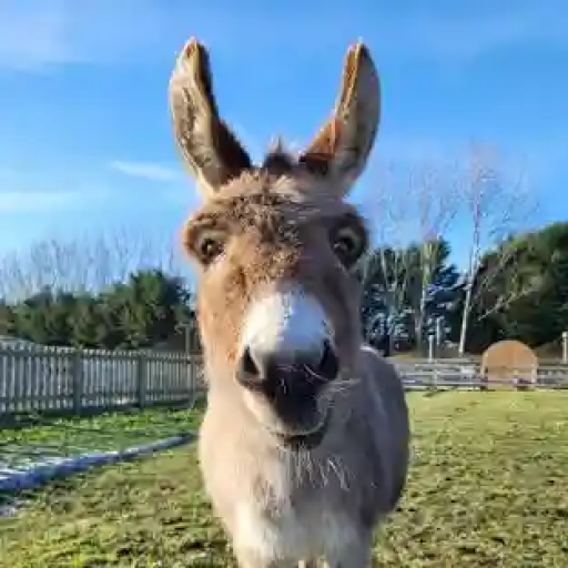 Profile picture of user ESHAKBEKOV ESHAKBEK