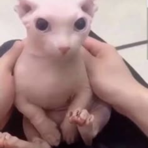 Profile picture of user Qobilov Elbek