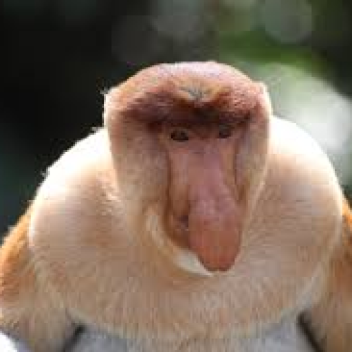 Profile picture of user gorillabekmaymunov