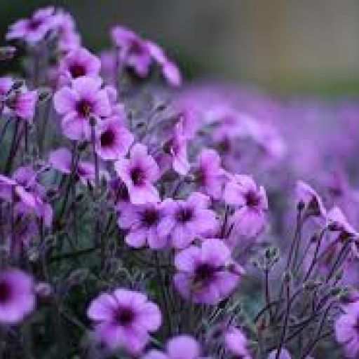 Profile picture of user Mamatqulova Go'zal