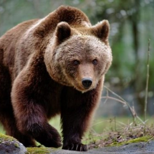 Profile picture of user Shoxjahon Abdugapporov