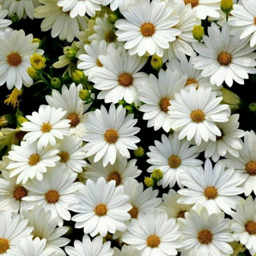 Profile picture of user Zarifa Mardiyeva