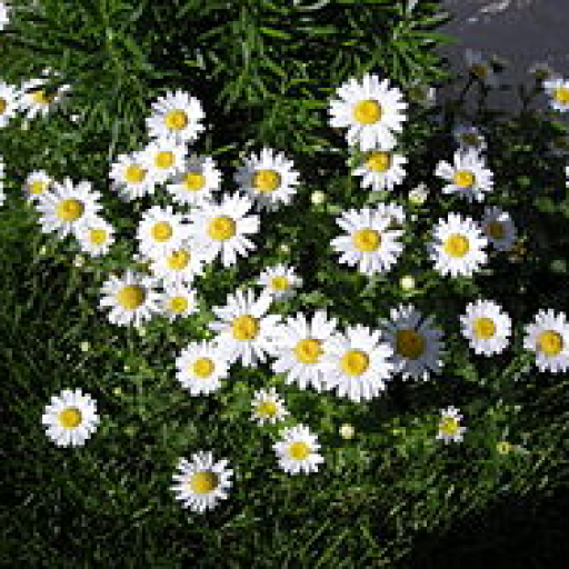 Profile picture of user Asalxon Abdug'aniyeva