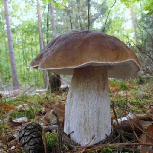 Profile picture of user usmonov mashxurbek