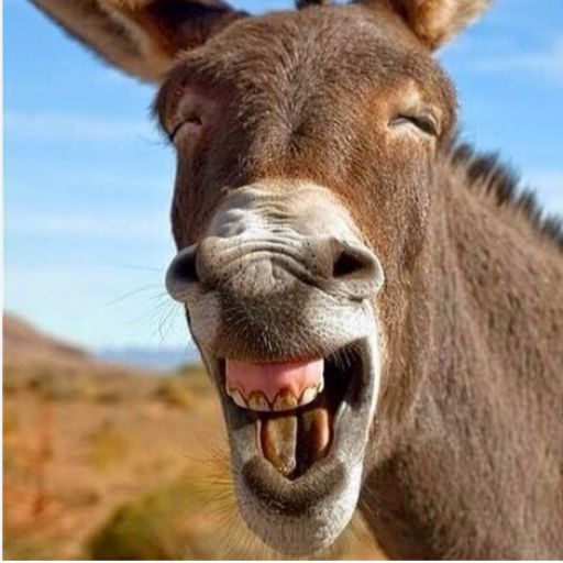 Profile picture of user soyib eshshak