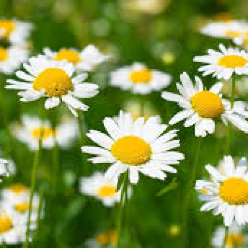 Profile picture of user Abdullayeva Durdona