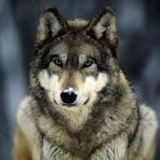 Profile picture of user Tojiboyev Mirxayid