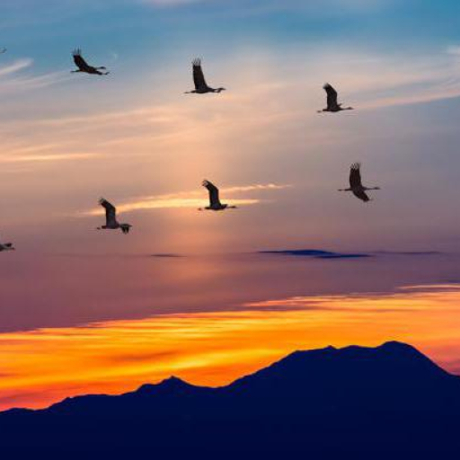 Profile picture of user Nodirbek Valiyev