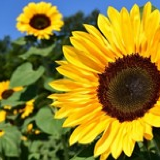 Profile picture of user Kamoldinov Humoyunbek