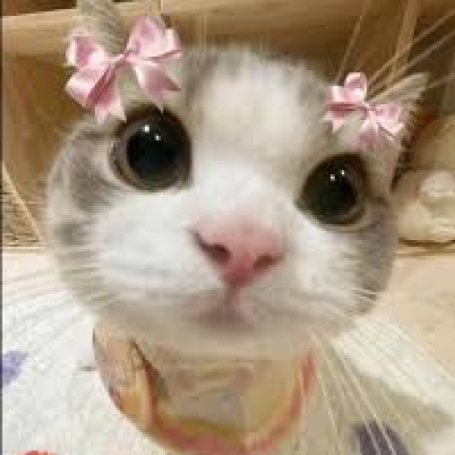 Profile picture of user Shoxjaxon Shohidov