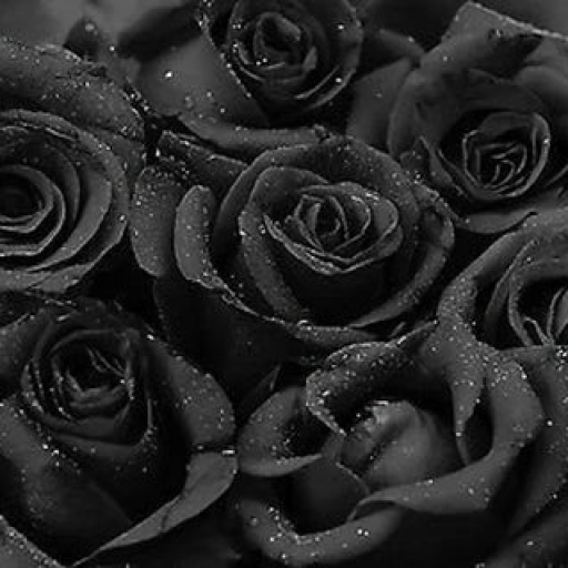 Profile picture of user yuldasheva sabrina