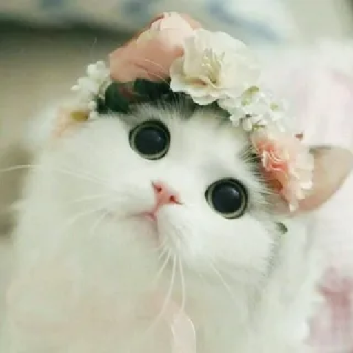 Profile picture of user beshimova chinor