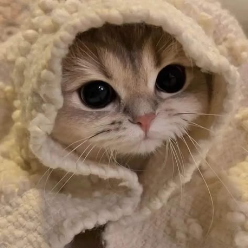 Profile picture of user Beshimova Chinor