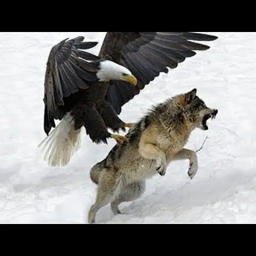 Profile picture of user Abdulxakimov Diyorbek