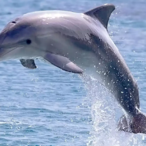 Profile picture of user Safarova Muxlisa