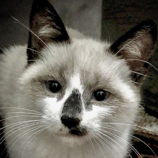 Profile picture of user Rasulov Firdavs