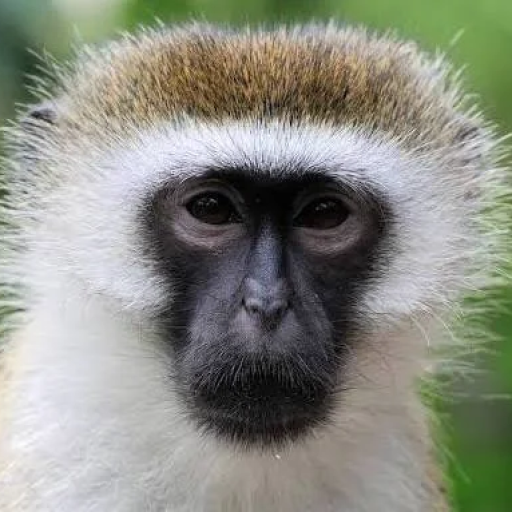 Profile picture of user Sobirjanov Ibrohimbak