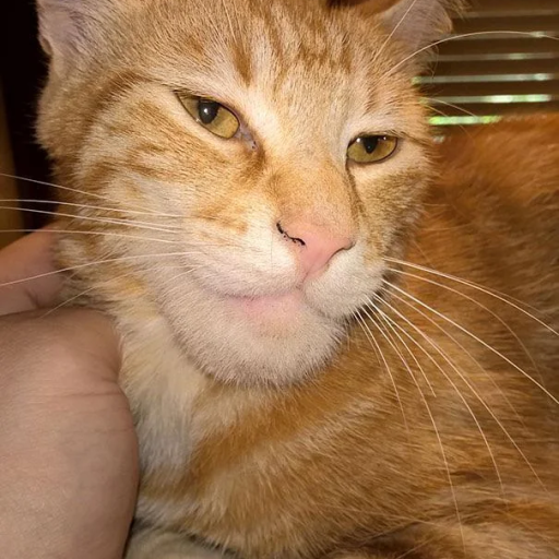 Profile picture of user Komuljanov Afruzbek