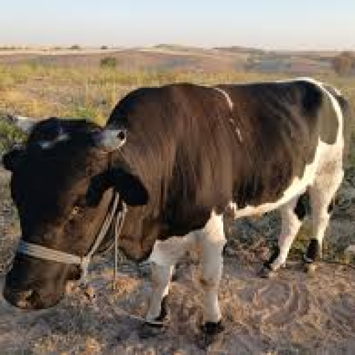 Profile picture of user Hamidjon