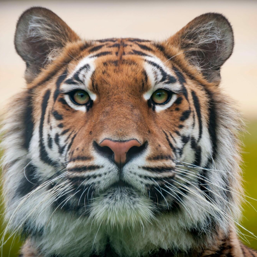 Profile picture of user A'lamova Maxbuba