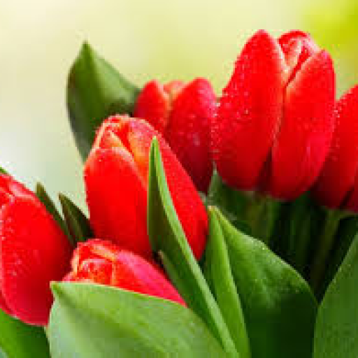 Profile picture of user hasanova shabnam