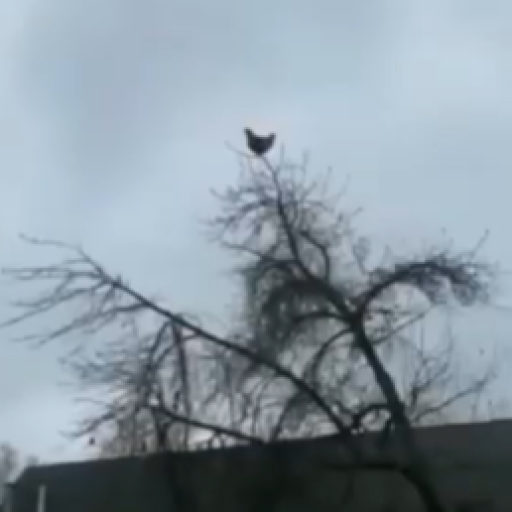 Profile picture of user yalgoshev muhammad