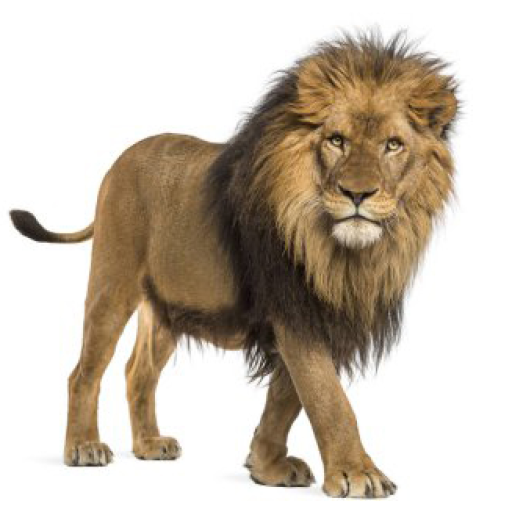 Profile picture of user Afzalbek Toshmirzayev