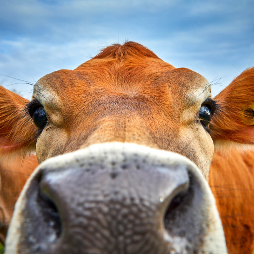 Profile picture of user molbek N1