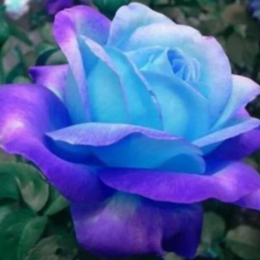 Profile picture of user Dilnura Kulmatova