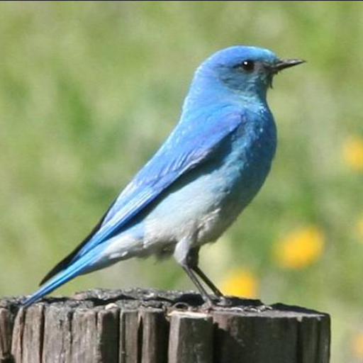 Profile picture of user mmmmmmm              KIM BU BOLA