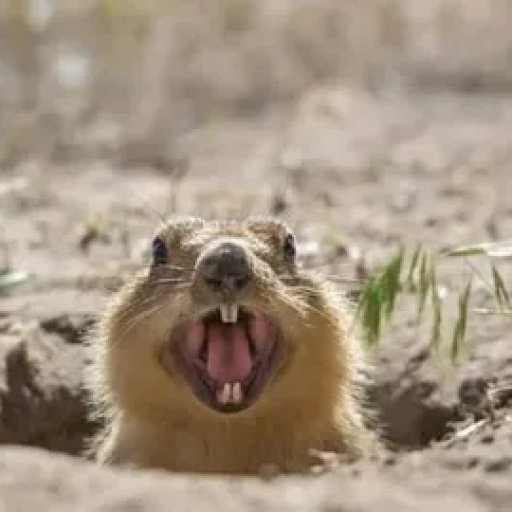 Profile picture of user Sultonbek Erkinov