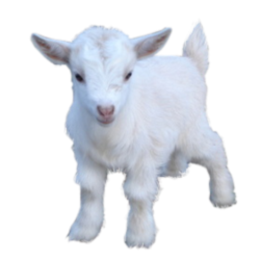 Profile picture of user Karshiyev Alisher