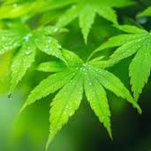 Profile picture of user aha