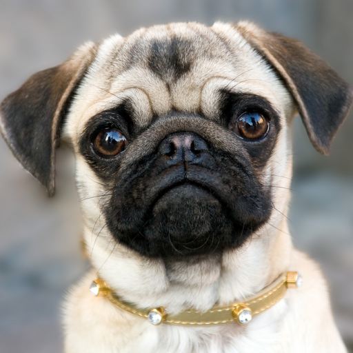 Profile picture of user Ulug'bek Qodiraliyev