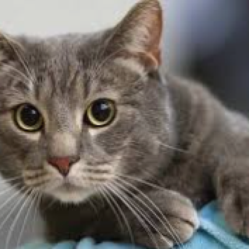 Profile picture of user Bo'riboyeva Zarina