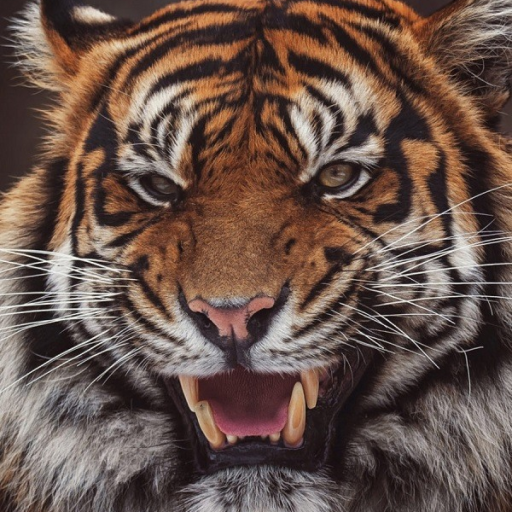 Profile picture of user Qosimov Bunyod