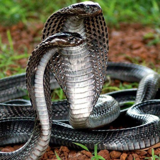 Profile picture of user rasyjtnh